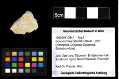 Foto (Objekt + Etiketten) von Goniodromites bidentatus (Reuss, 1858) 
